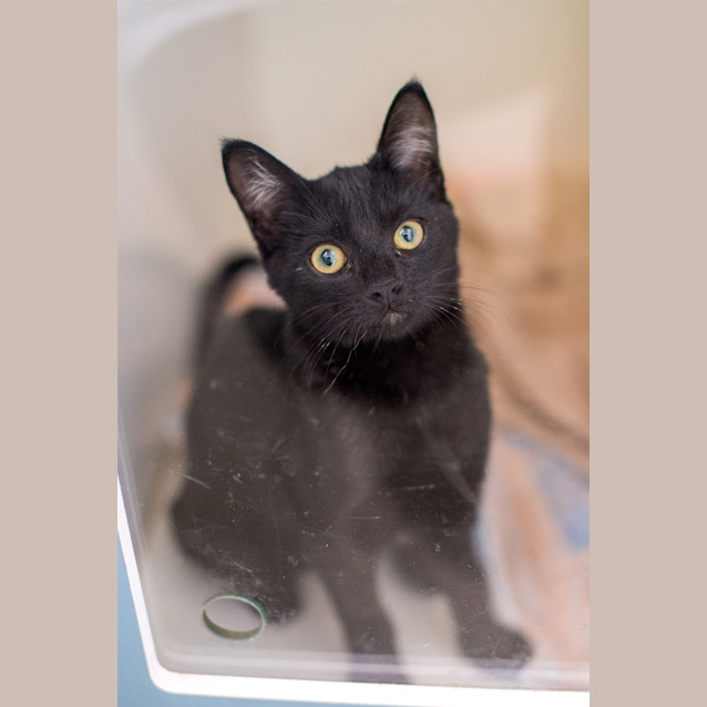 Photo of Noir