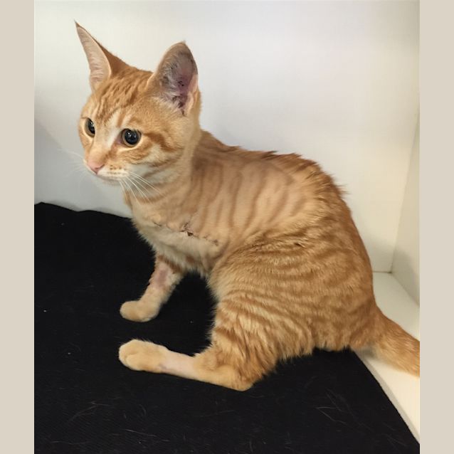 Photo of Milo