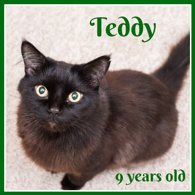 Photo of Teddy ~ 3 Legged Cat (On Trial 11 4 2018)
