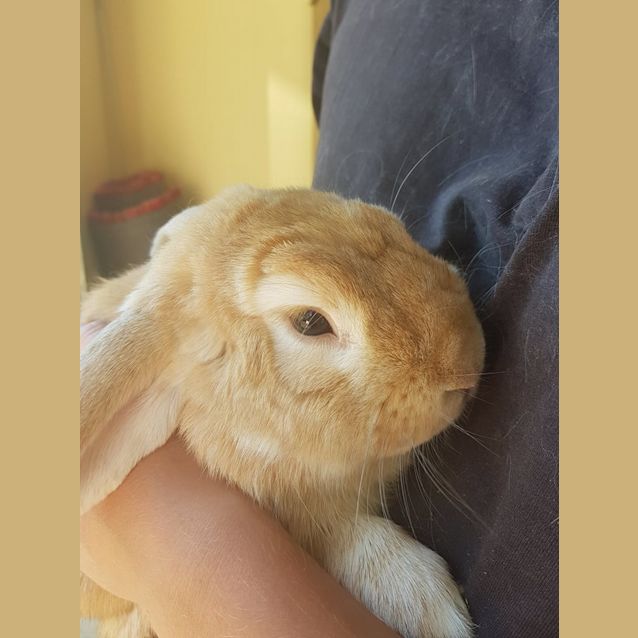 Photo of Nibblet