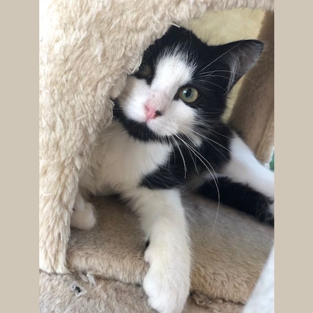 Photo of Maggy **2nd Chance Cat Rescue**