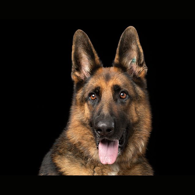 Photo of Thor