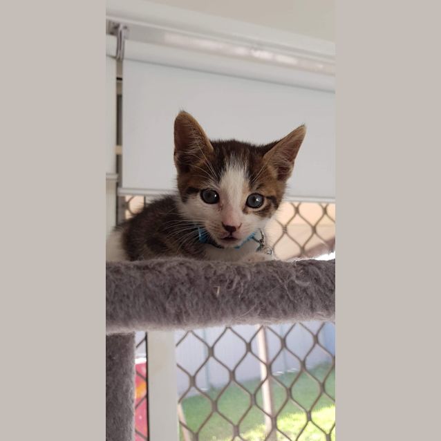 Photo of Guy Diamond *Adopt Me* 