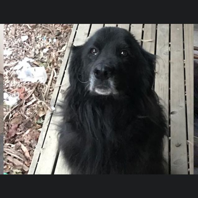 Photo of Chewie 