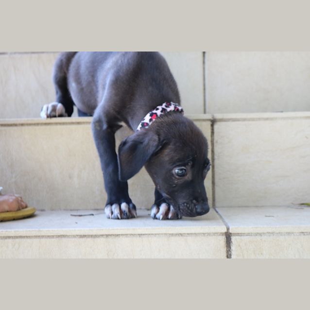 Photo of Gracie