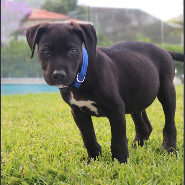Photo of Rex