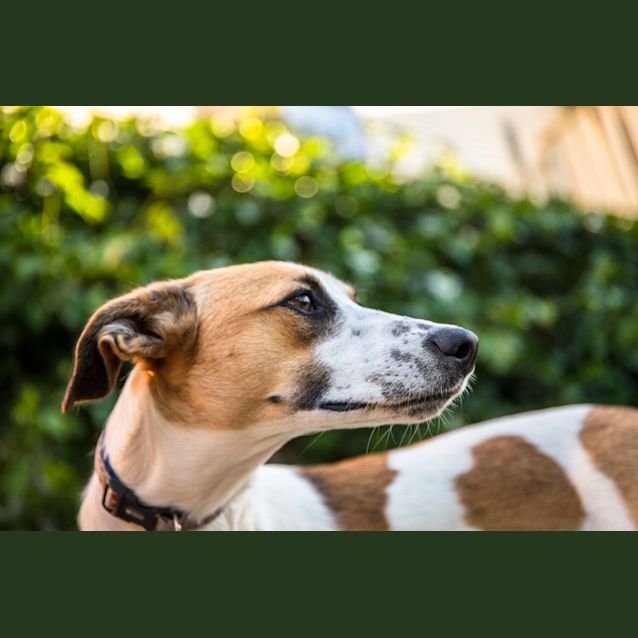 Photo of Clover ~ Whippet X Kelpie (On Trial 4/4/2018)