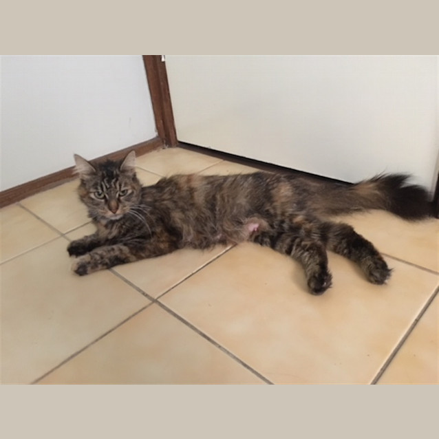 Photo of Jasmine