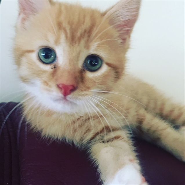 Photo of Simba(now Albie)