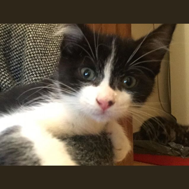 Photo of Midge(now Indie)