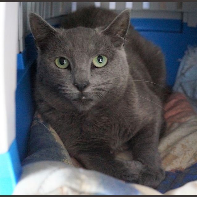Photo of Bluebell