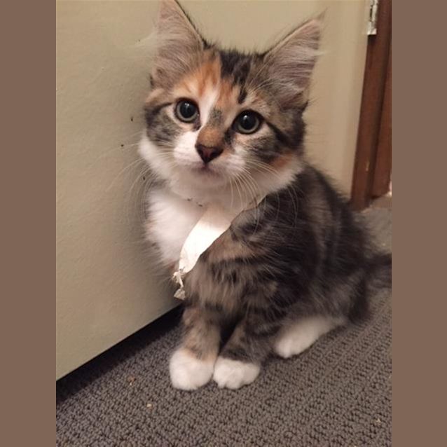 Photo of Scarlet