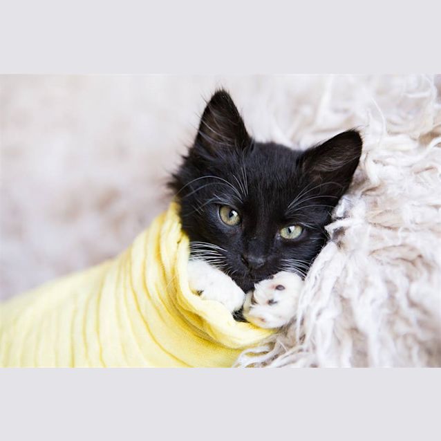 Photo of Sir Fluffypants