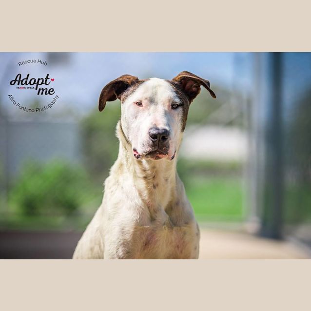 Photo of Prince (Pcc 135)