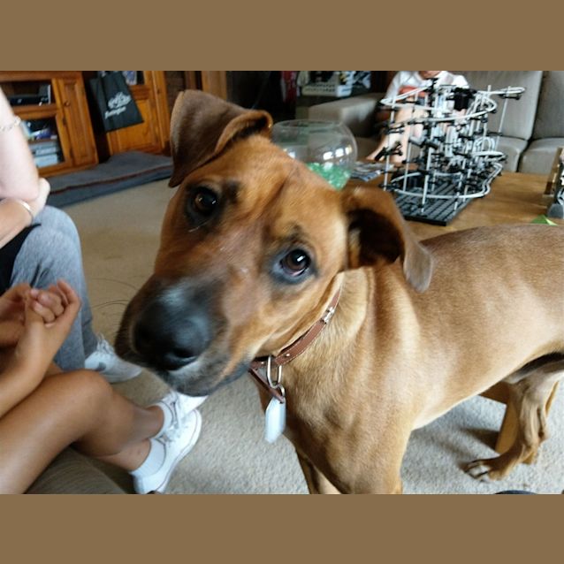 Photo of Dozer(now Deezil)