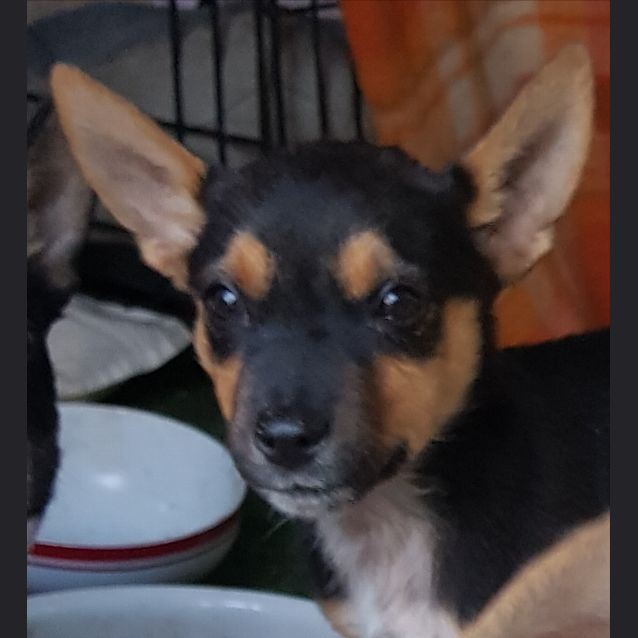 Photo of Madam Black Jack