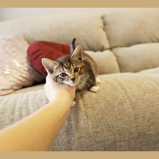 Photo of Dj Suki *Adopt Me*