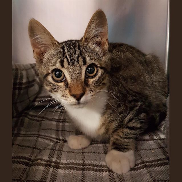 Photo of Hiccup