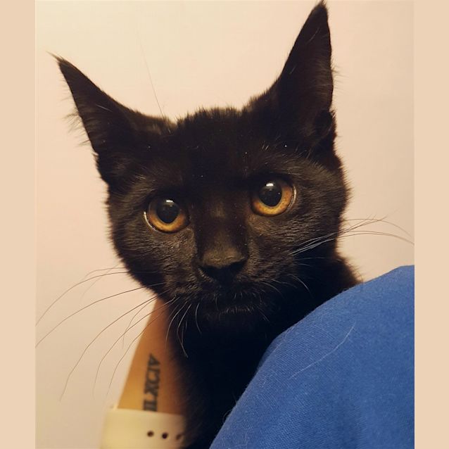 Photo of Apricot