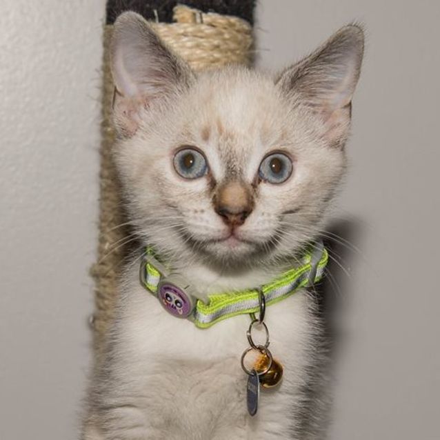 Photo of Sapphire   Gc0052