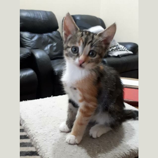 Photo of Belle