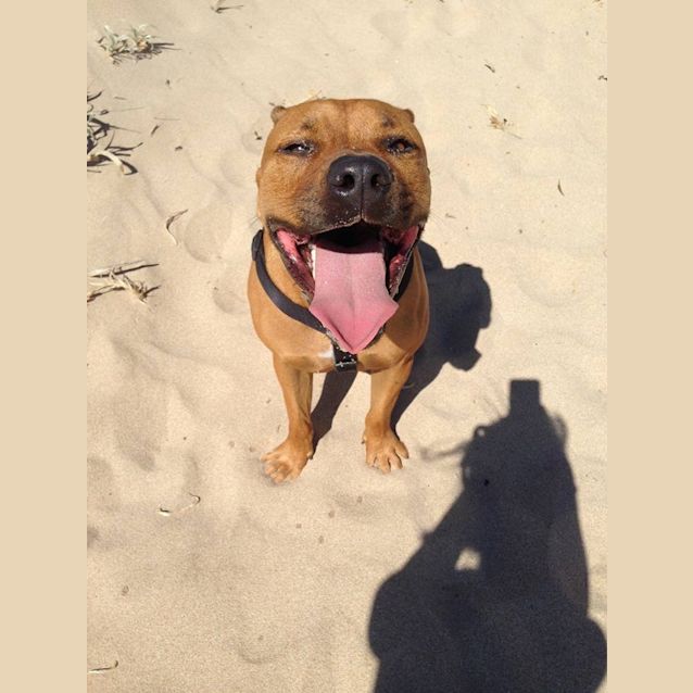 Photo of Odie Dl1856