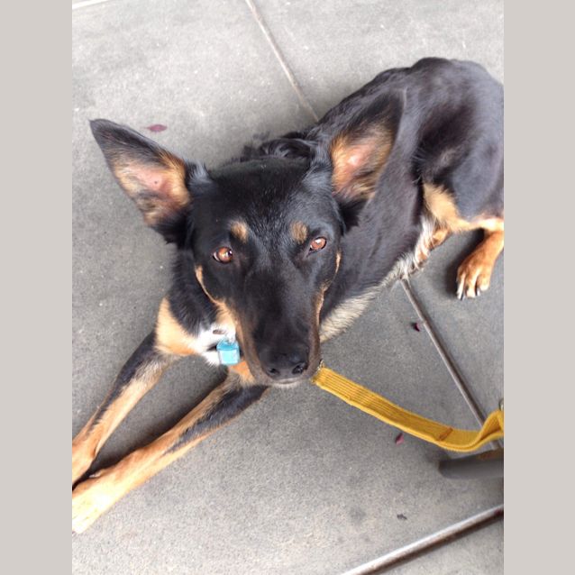 Photo of Honey **Adopted**