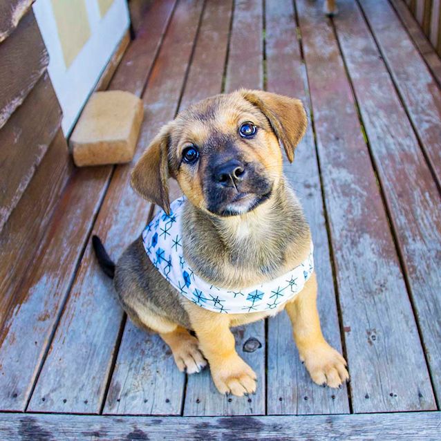 Photo of Athena ~ Gs X Cattle Pup (On Trial 23 3 2018)