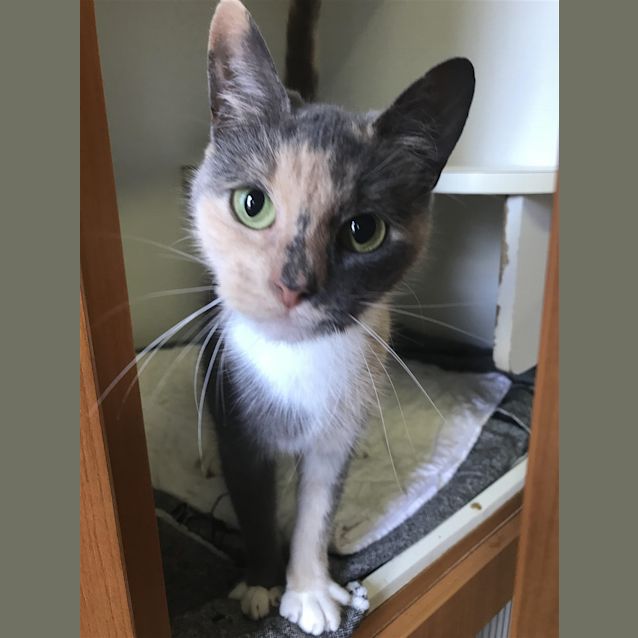 Photo of Nala