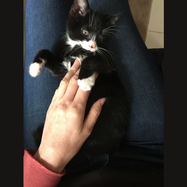 Photo of Leo The Little Tuxedo Kitten