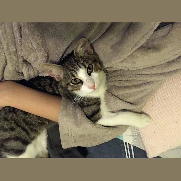 Photo of Pickles (Now Hank)
