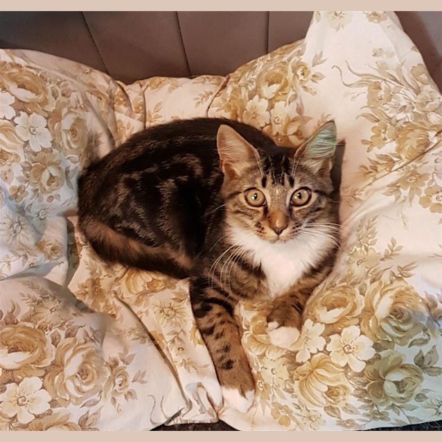 Photo of Leo
