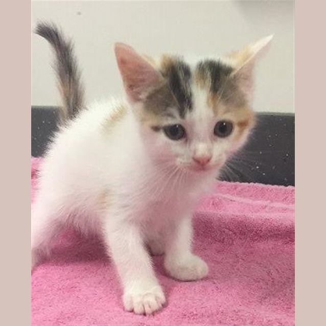 Photo of Poppy