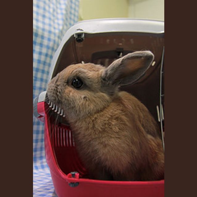 Photo of Bailey (Vib)