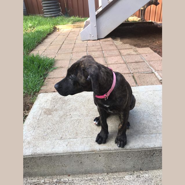 Photo of Cleo