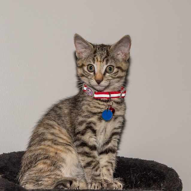 Photo of Cleo   Gc0053