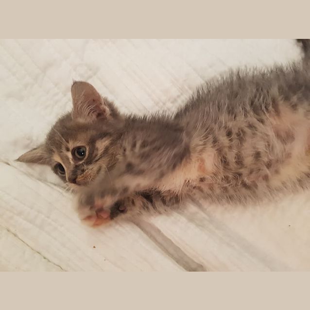 Photo of Nicky Hilton **2nd Chance Cat Rescue**