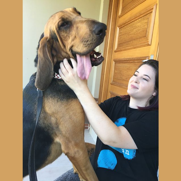 Photo of Chief Our Magnificent Young Hound