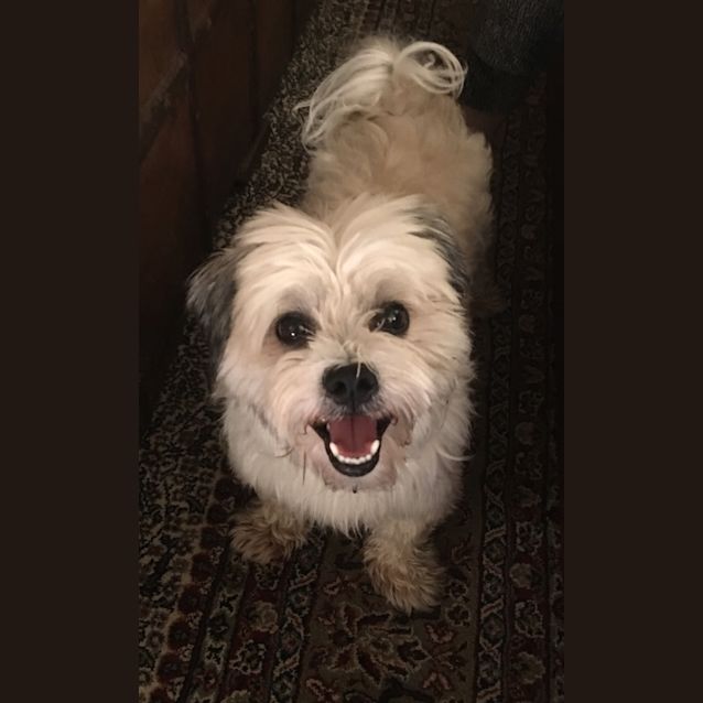 Photo of Ziggy Our Tiny Fluff Ball