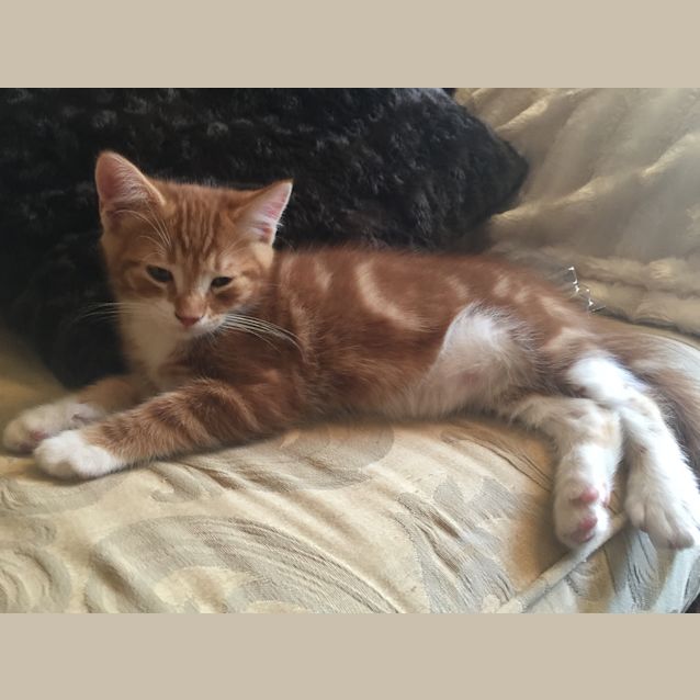Photo of Louie The Tuxedo Ginger Boy