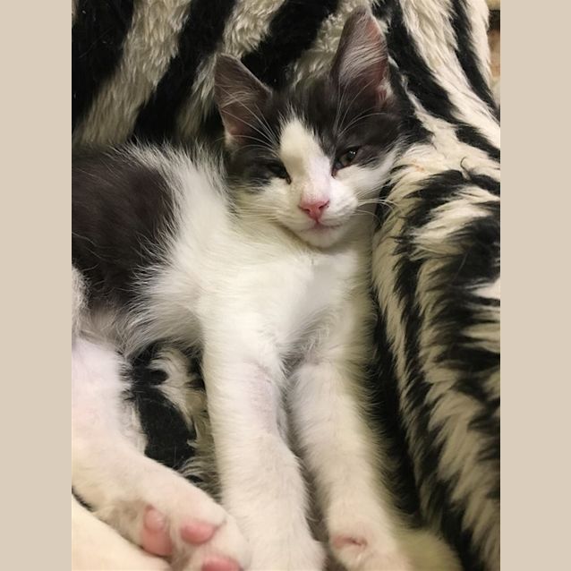 Photo of Oliver