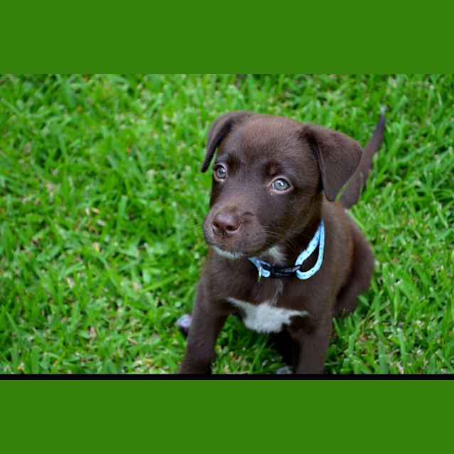 Photo of Cadbury