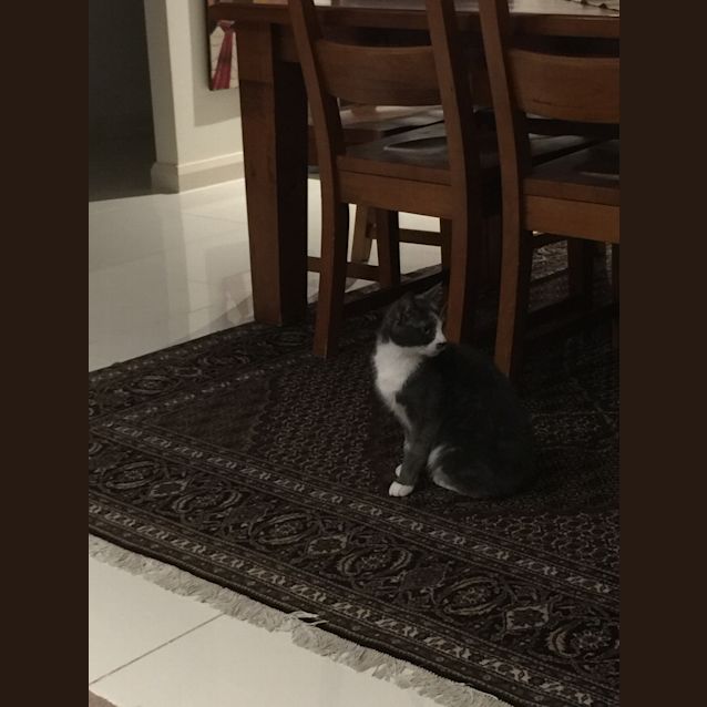 Photo of Mittens The Grey Calico Cat 