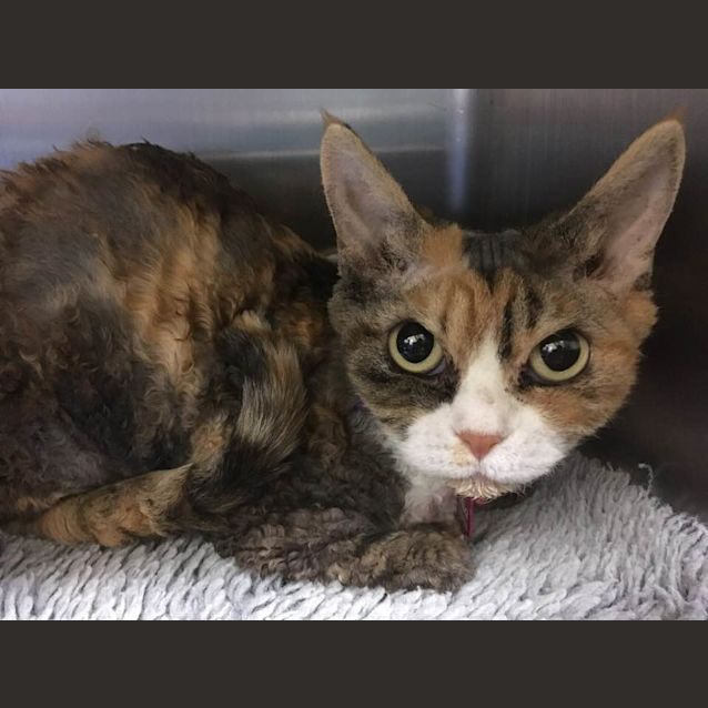 Photo of Mia (Ca V18 60)
