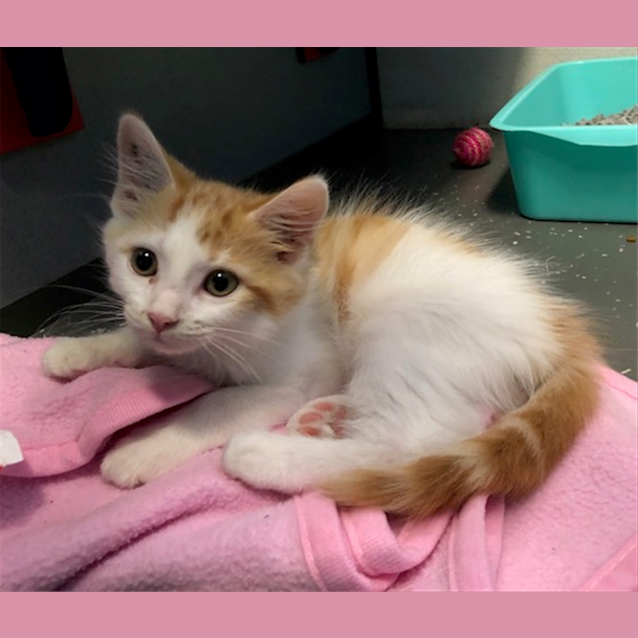 Photo of Pumpkin