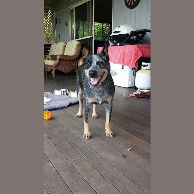 Photo of Loki
