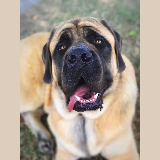 Photo of Tyson