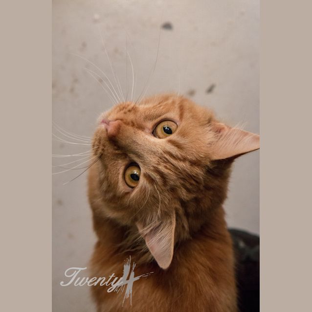 Photo of Marmaduke (0427)