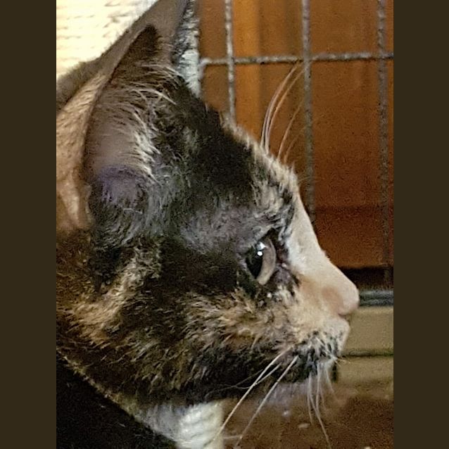Photo of Ulrike **2nd Chance Cat Rescue**