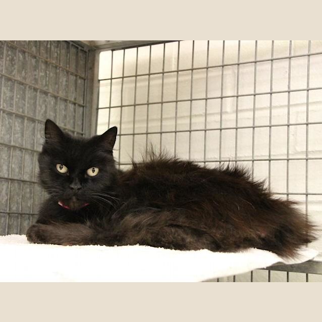 Photo of Capri (0518)